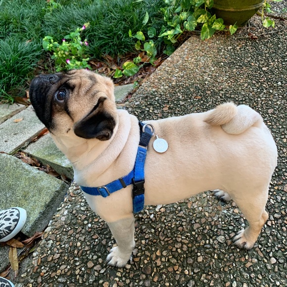 Posh Ambassador II - Welcome! - Picture 7 of 14